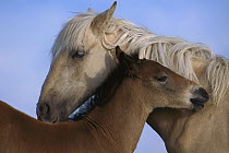 Mustang (Equus caballus) palomino yearling filly and her spring foal brother grooming each other, Pryor Mountain Wild Horse Range, Montana