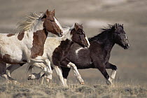 Mustang (Equus caballus) bachelor stallions running together in winter, Wyoming