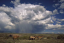 Mustang (Equus caballus) group on canyon rim in summer with thunder clouds forming overhead, Montana