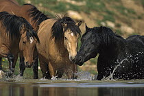 Mustang (Equus caballus) group drinking from water hole in summer, Montana