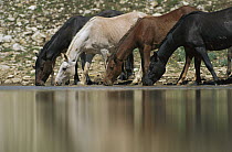 Mustang (Equus caballus) group drinking from waterhole in summer, Montana