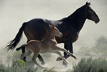 Mustang (Equus caballus) mare and her foal flee danger in cloud of dust in the summer season, Wyoming