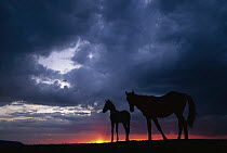 Mustang (Equus caballus) mare and foal silhouetted against the evening sky, Montana