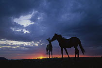 Mustang (Equus caballus) mare and foal silhouetted against evening sky during summer, Montana