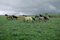 Mustang (Equus caballus) family bands running before storm, range in summer, Montana