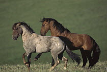 Mustang (Equus caballus) studs posturing during breeding season, Montana
