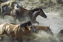 Mustang (Equus caballus) herd running in dry, Dusty Desert, Wyoming