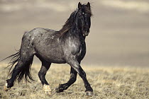 Mustang (Equus caballus) stallion, running, curious and aggressive, on winter range, Wyoming