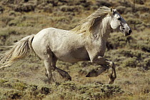 Mustang (Equus caballus) stallion running in winter, Wyoming