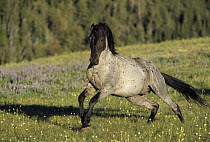 Mustang (Equus caballus) stallion charging to chase away intruder in summer, Montana