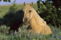 Mustang (Equus caballus) young palomino filly resting in summer grass, Pryor Mountain Wild Horse Range, Montana