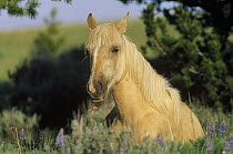 Mustang (Equus caballus) young palomino filly resting in summer grass, Pryor Mountain Wild Horse Range, Montana