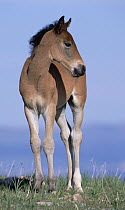 Mustang (Equus caballus) portrait of spring foal in open range, Pryor Mountain Wild Horse Range, Montana