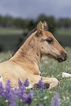 Mustang (Equus caballus) spring foal resting in grass, Pryor Mountain Wild Horse Range, Montana