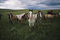 Spanish Mustang (Equus caballus) young bachelor studs interact and graze together, northern Wyoming