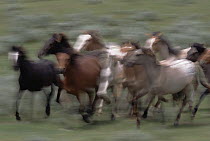 Mustang (Equus caballus), young stud colts running, members of a bachelor band, Oshoto, northern Wyoming