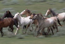 Mustang (Equus caballus) young stud colts, members of bachelor band, graze, play and fight together near Oshoto, northern Wyoming