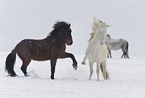 Mustang (Equus caballus) stallions posturing and interacting on winter range, Wyoming