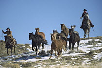 Mustang (Equus caballus) chased by Bureau of Land Management wranglers who round up surplus horses for adoption, Wyoming