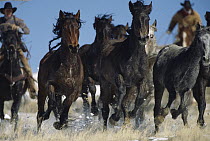 Mustang (Equus caballus) group running, Bureau of Land Management wranglers round up surplus horses for adoption, Wyoming