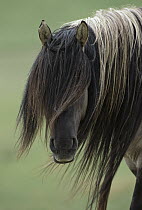 Mustang (Equus caballus) stallion with long mane, Oshoto, northern Wyoming