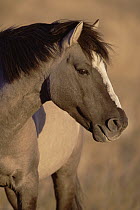 Mustang (Equus caballus) harem stallion portrait, autumn, Cayuse Ranch, Wyoming