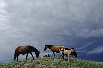 Mustang (Equus caballus) mares and foals seek cool breeze on hilltop before a summer storm, Wyoming