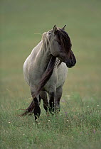 Mustang (Equus caballus) portrait of stallion with long mane, summer season, near Oshoto, Wyoming