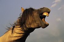 Mustang (Equus caballus) stallion yawning in evening sunlight, Wyoming