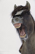 Mustang (Equus caballus) stallion yawning, Wyoming