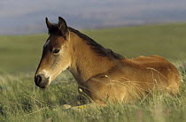 Mustang (Equus caballus) spring foal resting in summer grass, Pryor Mountain Wild Horse Range, Montana