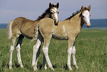 Mustang (Equus caballus) pair of spring foals, Wyoming