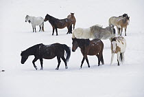 Mustang (Equus caballus) bands in winter, Cayuse Ranch, Wyoming