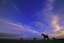 Mustang (Equus caballus) family band grazing under evening sky, Pryor Mountain Wild Horse Range, Montana