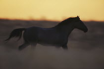 Mustang (Equus caballus) stallion running at sunset, southeast Oregon