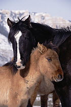 Mustang (Equus caballus) stallion protectively huddles with his foal, winter, Pryor Mountain Wild Horse Range, Montana