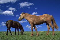 Mustang (Equus caballus) bachelor stallions grazing together, Pryor Mountain Wild Horse Range, Montana