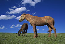 Mustang (Equus caballus) bachelor stallions grazing together, Pryor Mountain Wild Horse Range, Montana