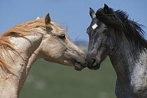 Mustang (Equus caballus) young bachelor stallions grooming each other, Pryor Mountain Wild Horse Range, Montana