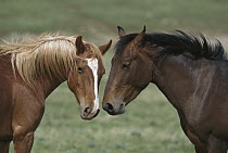 Mustang (Equus caballus) young bachelor stallions sniffing each other, Pryor Mountain Wild Horse Range, Montana