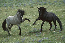Mustang (Equus caballus) harem stallions posturing as prelude to fight, Montana