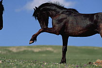 Mustang (Equus caballus) young black stallion postures with foreleg raised to challenge another stud, Pryor Mountain Wild Horse Range, Montana