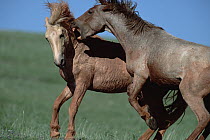 Mustang (Equus caballus) young bachelor stallions play-fight to gain skills they need to win and keep mares, Pryor Mountain Wild Horse Range, Montana