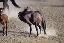 Mustang (Equus caballus) reacts to insect bites by jumping sideways in distress, summer, Wyoming