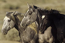 Mustang (Equus caballus) bachelor stallions waiting their turn at water hole while dominant studs drink, Wyoming