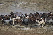 Mustang (Equus caballus) family band running together in desert, Fifteen Mile Herd Management Area, central Wyoming