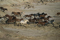 Mustang (Equus caballus) family band running together in desert, Fifteen Mile Herd Management Area, central Wyoming