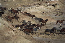 Mustang (Equus caballus) family band running down rocky slope in desert, Fifteen Mile Herd Management Area, central Wyoming