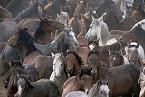 Mustang (Equus caballus) alert horses bunch up together, Fifteen Mile Herd Management Area, central Wyoming