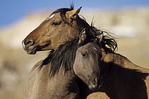 Mustang (Equus caballus) mare with her yearling foal, Pryor Mountain Wild Horse Range, Montana